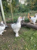 brahma hanen, Meerdere dieren, Ontwormd, 0 tot 2 jaar