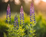 Lupinus Zauberwald | Chemievrij | P9, Overige soorten, Volle zon, Vaste plant, Ophalen of Verzenden
