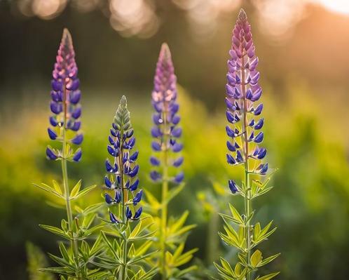 Lupinus Zauberwald | Chemievrij | P9, Tuin en Terras, Planten | Tuinplanten, Vaste plant, Overige soorten, Volle zon, Zomer, Ophalen of Verzenden