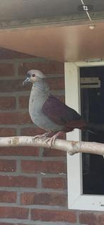 Jamaica grondduif, Dieren en Toebehoren, Vrouwelijk