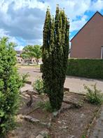 Gratis mooie taxus ongeveer 3m hoog, Tuin en Terras, Ophalen, Bloeit niet, Halfschaduw, Overige soorten