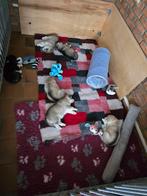 Husky x Alaskan Malamute pups GERESERVEERD!, Dieren en Toebehoren, Honden | Poolhonden, Keeshonden en Oertypen, CDV (hondenziekte)