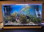 Compleet 70L aquarium met vissen & garnalen, Dieren en Toebehoren, Ophalen, Zo goed als nieuw, Gevuld zoetwateraquarium