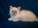 Ragdoll kitten nog twee meisjes beschikbaar, Poes, Gechipt