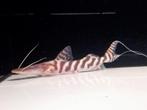 Zebra spatelmeerval - tigrinum - shovelnose +/- 30cm