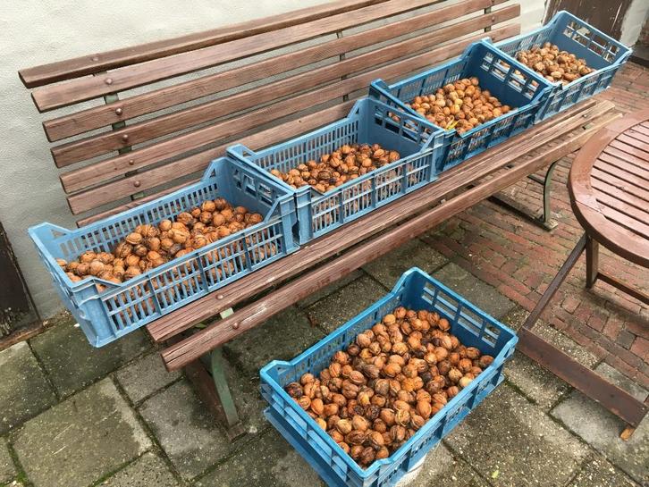 Nieuwe walnoten, Diversen, Levensmiddelen, Ophalen