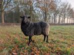 Gotland dekram zwoegervrij stamboek, Dieren en Toebehoren, Schapen, Geiten en Varkens, Mannelijk, Schaap