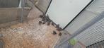 Californische kuif kwartel s koppels, Dieren en Toebehoren, Vogels | Overige Vogels, Meerdere dieren