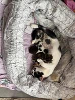 5 kitten ‘s geboren op 21-08-2025 te reserveren, Dieren en Toebehoren, Katten en Kittens | Overige Katten, Geslacht onbekend, Kortharig