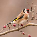 Te koop majoor putter man, Dieren en Toebehoren, Mannelijk, Wildzangvogel