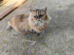 Perzische kat (Poes Bonnie). Ter overname, Dieren en Toebehoren, Katten en Kittens | Raskatten | Langhaar, Poes, Gechipt, 6 jaar of ouder