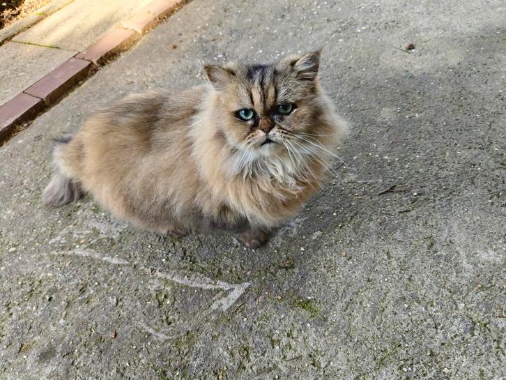 Perzische kat (Poes Bonnie). Ter overname, Dieren en Toebehoren, Katten en Kittens | Raskatten | Langhaar, Poes, 6 jaar of ouder