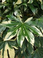 Fatsia japonica 'Variegata' – Bonte Vingerplant, Ophalen, Overige soorten, Halfschaduw