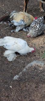 nederlandse sabelpoot kriel, Dieren en Toebehoren, Pluimvee, Meerdere dieren, Kip