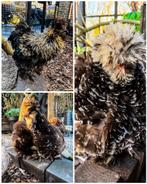 USA Zijdehoender (broedeieren), Dieren en Toebehoren, Pluimvee, Geslacht onbekend, Kip