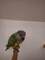 Te koop bonte boer., Dieren en Toebehoren, Vogels | Parkieten en Papegaaien, Mannelijk, Papegaai