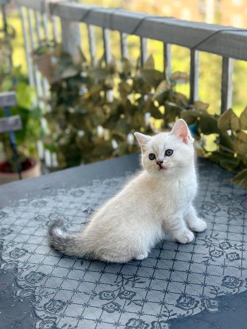 Uniek Brits Korthaar katertje, Dieren en Toebehoren, Katten en Kittens | Raskatten | Korthaar, Kater, 0 tot 2 jaar