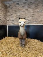 Alpaca hengst wegens stallen te kort, Dieren en Toebehoren, Januari, Mannelijk