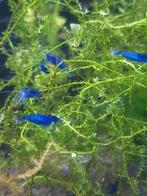 Hobbyaquarium Blue dream garnalen, Dieren en Toebehoren, Vissen | Aquariumvissen, Zoetwatervis, Kreeft, Krab of Garnaal