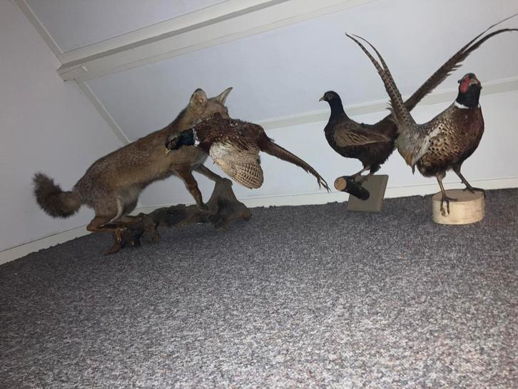Prachtige opgezette vos en fazanten, Verzamelen, Dierenverzamelingen, Zo goed als nieuw, Opgezet dier, Wild dier, Ophalen