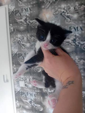 Kitten beschikbaar voor biedingen