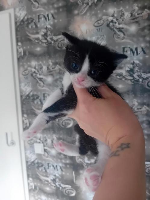 Kitten, Dieren en Toebehoren, Katten en Kittens | Overige Katten, Poes