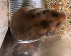 Jonge hamsters, Hamster, Meerdere dieren, Tam, September