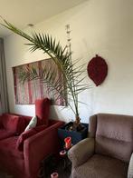 Palmboom kamer plant, Huis en Inrichting, Ophalen, 100 tot 150 cm, Palm, Halfschaduw