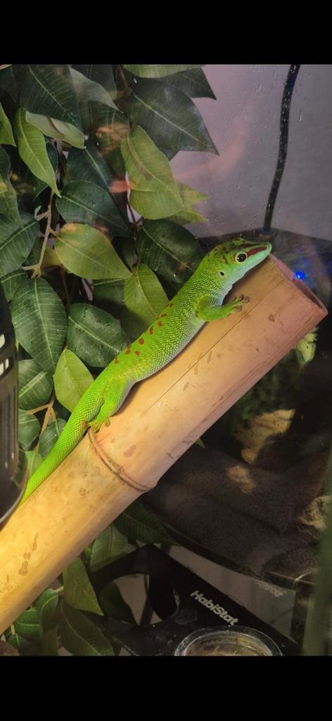 Madagascar reuze gekko