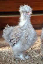 Bloedmooie Frizzle haantje 12 weken oud, Mannelijk, Kip