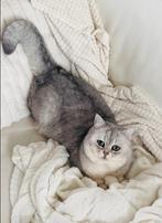 Brits korthaar black silver shaded met groene ogen, Dieren en Toebehoren, Katten en Kittens | Raskatten | Korthaar, Kater, Ontwormd