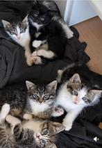 Kittens 26 Jun  2025 geboren mogen 15 augustus, Dieren en Toebehoren, Katten en Kittens | Overige Katten, Meerdere dieren