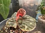Begonia Spots Sarawak, Ophalen of Verzenden, Overige soorten, Minder dan 100 cm