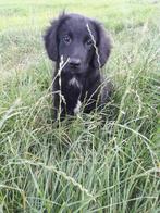Border Collie X Friese Stabij kruising reutjes, Dieren en Toebehoren, Honden | Niet-rashonden, Reu, CDV (hondenziekte), 8 tot 15 weken