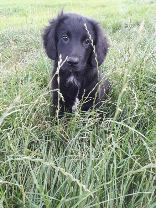 Border Collie X Friese Stabij kruising reutjes, Dieren en Toebehoren, Honden | Niet-rashonden, Middel, Reu, Fokker | Hobbymatig