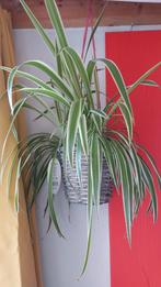 Graslelie zebragras, Ophalen, Overige soorten, Halfschaduw, Minder dan 100 cm