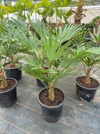 Palm, Trachycarpus WAGNERIANUS, winterhard, Tuin en Terras, Ophalen, Bloeit niet, Overige soorten, Volle zon