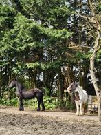 Paddock paradise Loon op Zand