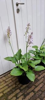 Aanbieding: Enorme Hosta - Jurrassic Park, Ophalen, Zomer, Overige soorten, Halfschaduw