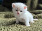 Brits korthaar kitten point stamboom en geteste lijnen, Dieren en Toebehoren, Katten en Kittens | Raskatten | Korthaar, Meerdere dieren