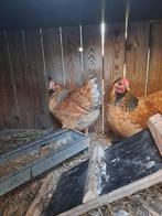 2 wyandotte kriel kippen, Dieren en Toebehoren, Pluimvee, Vrouwelijk, Kip