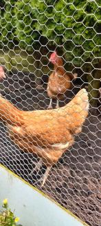 Gratis 7 kippen, Dieren en Toebehoren, Pluimvee, Vrouwelijk, Kip