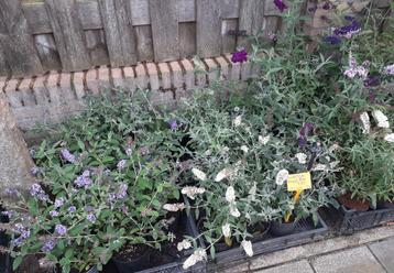 Buddleja davidii Vlinderstruik blauw, wit ( ook dwerg), rood beschikbaar voor biedingen