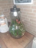 Plantenlamp Terrarium, Huis en Inrichting, Kamerplanten, Overige soorten, In pot, Minder dan 100 cm, Groene kamerplant