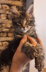 Stoere Maine Coon kater met stamboom, Kater, Gechipt, 0 tot 2 jaar