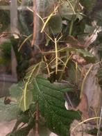 Gratis wandelende takken, Dieren en Toebehoren, Insecten en Spinnen, Wandelende tak