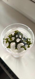 Codium zeewier frags – macro-alg voor refugium of display, Dieren en Toebehoren, Vissen | Aquaria en Toebehoren, Ophalen of Verzenden