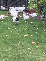 Krielkippen Lakenvelder Blauw, Dieren en Toebehoren, Vrouwelijk, Kip