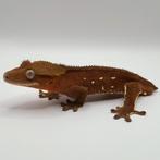 Mooie porthole wimpergekko / crested gecko man, Hagedis, 0 tot 2 jaar