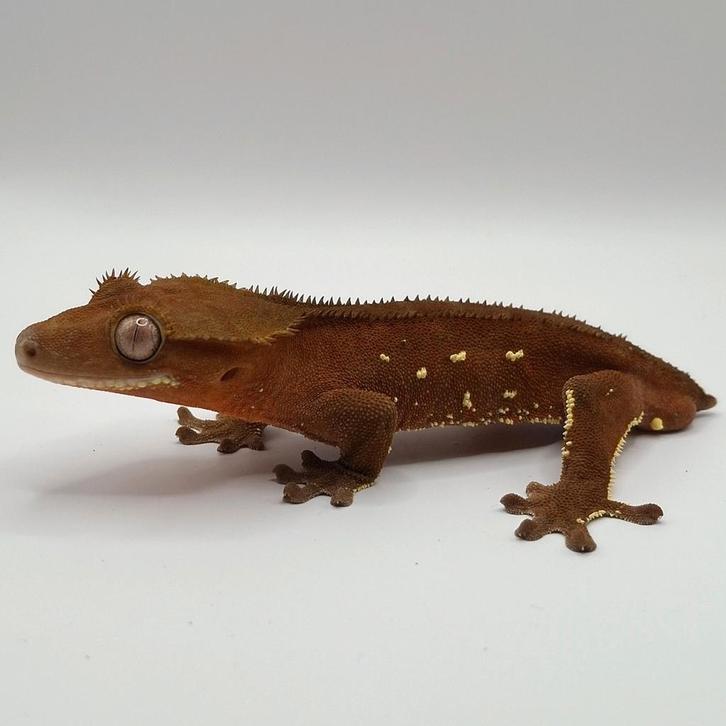 Mooie porthole wimpergekko / crested gecko man